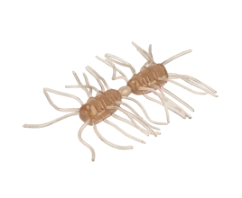 Sexy Bug