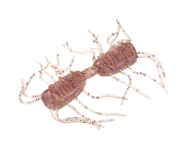 Sexy Bug